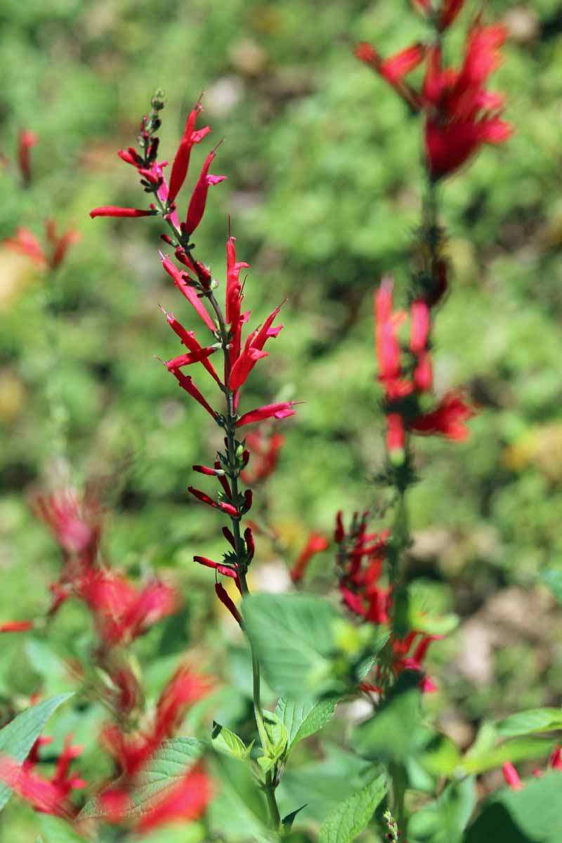 A close up vertical image of pineapple sage flowers (Salvia elegans) growing in the garden pictured on a soft focus background.
