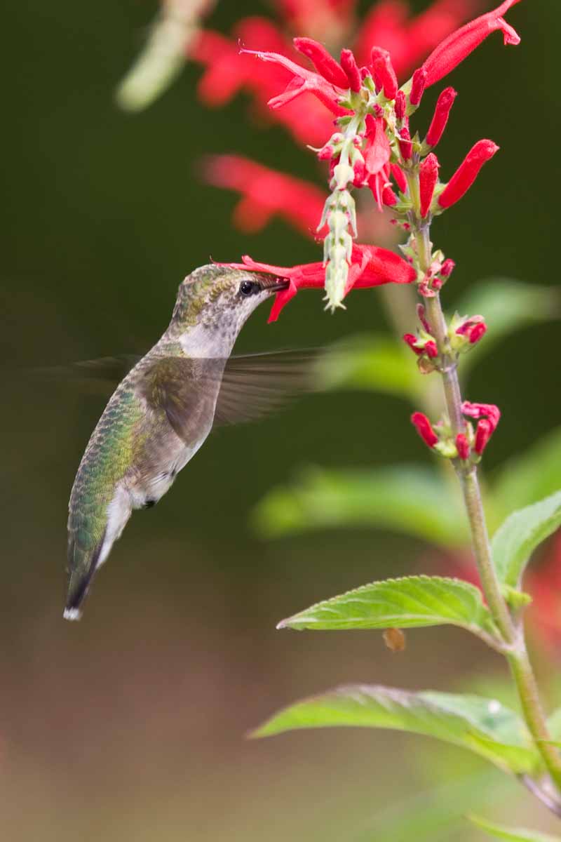A close up vertical image of a hummingbird feeding from a pineapple sage flower pictured on a soft focus background.