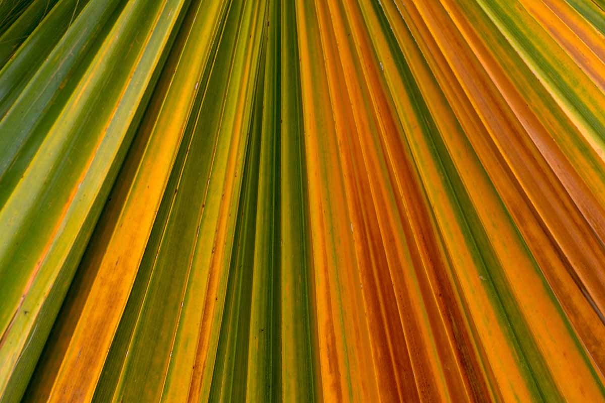 Um close-up da imagem horizontal de uma folhagem com listras verdes e vermelhas amareladas.