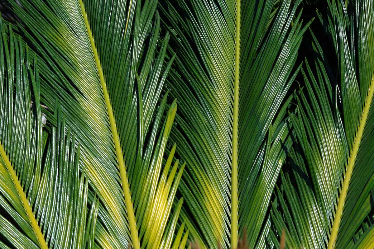 A close up horizontal image of the texture of palm fronds.