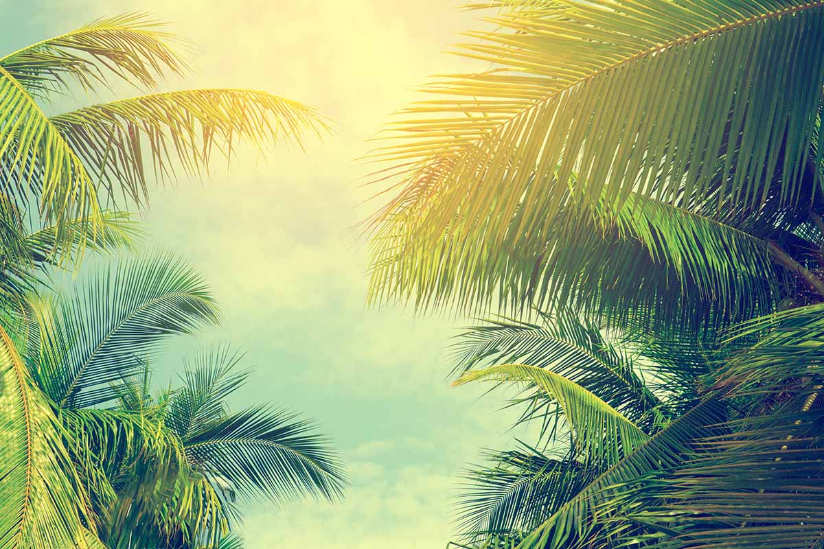 A horizontal image of palm tree fronds billowing in the wind pictured in light evening sunshine.