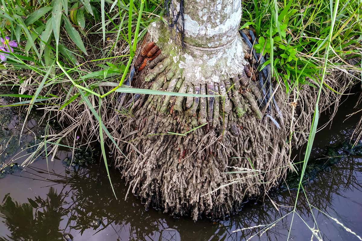 A close up horizontal image of the roots of a palm tree growing by a skanky looking ditch.