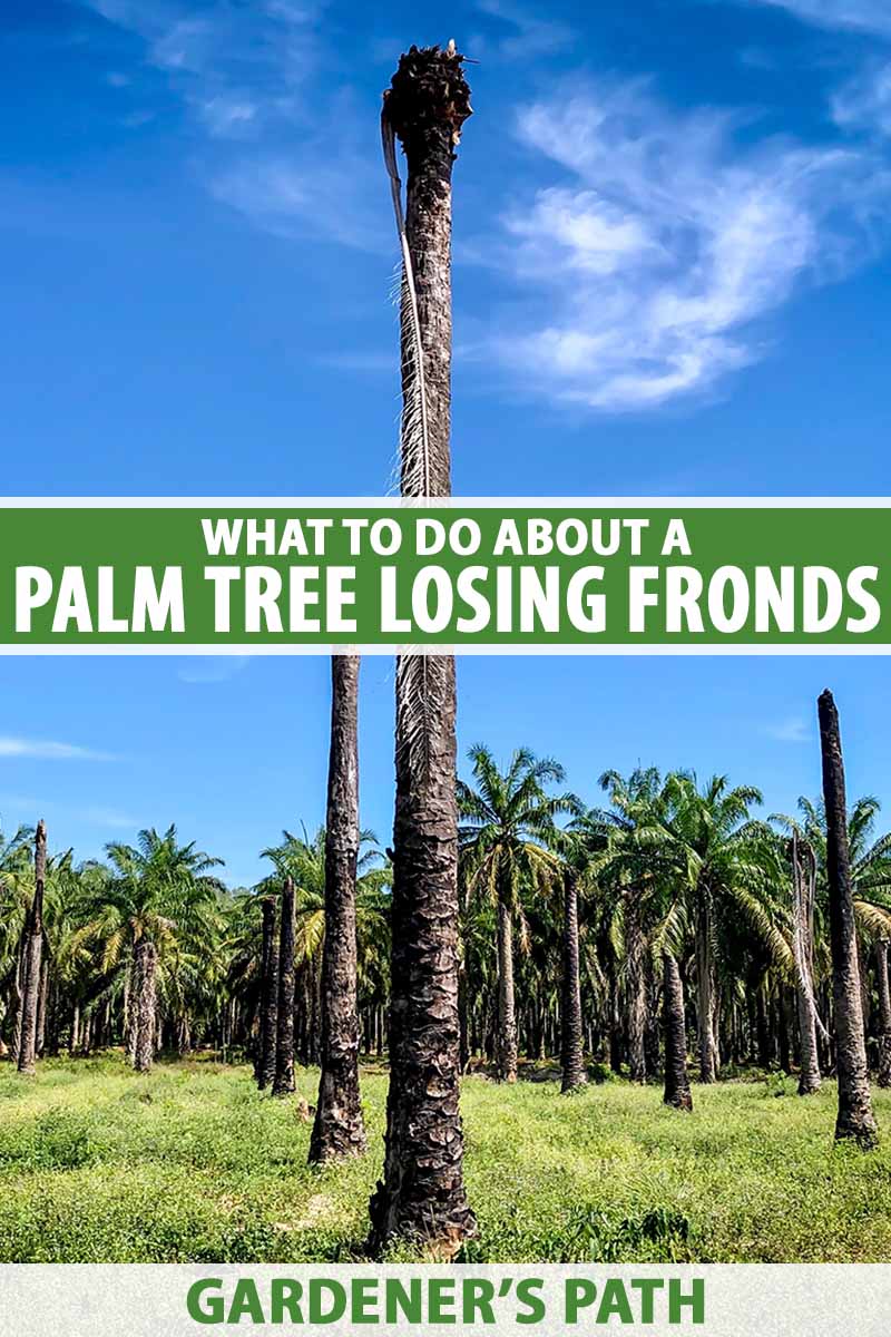 Une image verticale en gros plan d'un palmier qui a perdu toutes les frondes et semble fondamentalement mort.  Au centre et au bas du cadre se trouve un texte imprimé en vert et blanc.