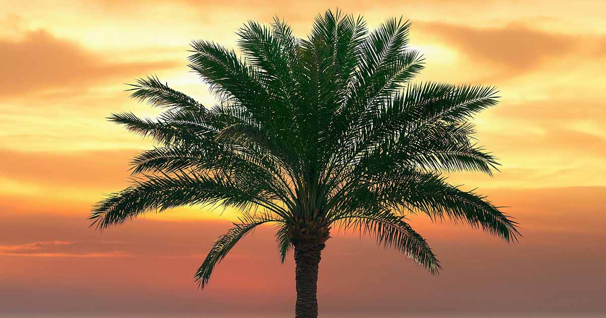 What to Do if Your Palm Tree Is Dropping Fronds | Gardener’s Path