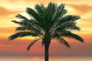 A close up horizontal image of a palm tree silhouetted against a red sky at sunset.