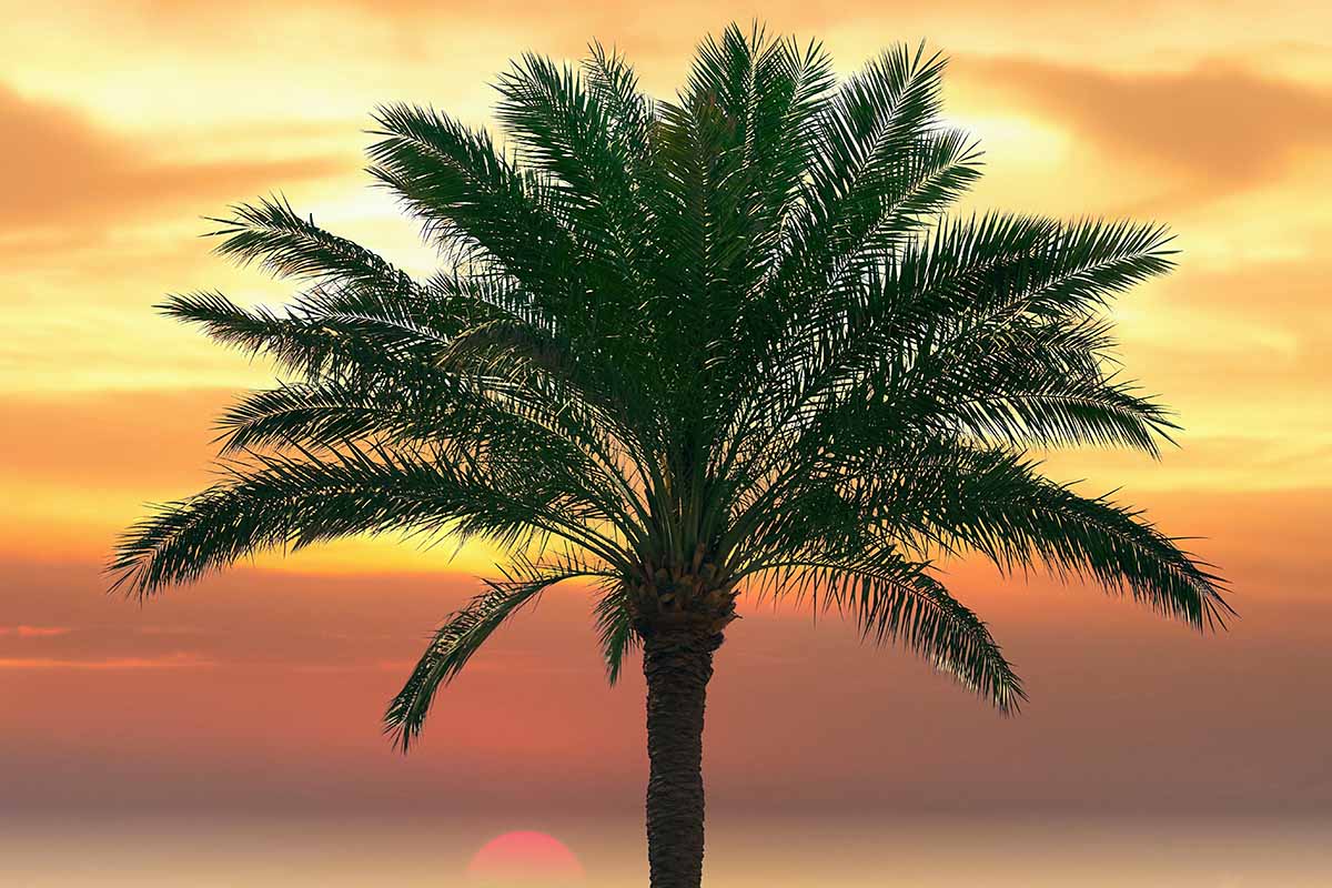Um close-up da imagem horizontal de uma palmeira em silhueta contra um céu vermelho ao pôr do sol.
