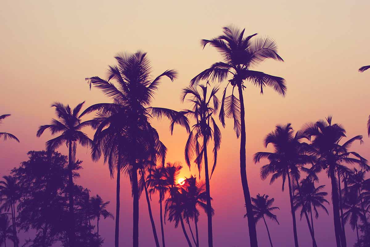A horizontal image of coconut palms shown in silhouette at sunset.
