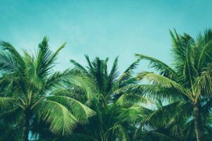 A horizontal image of coconut palms pictured on a blue sky background.
