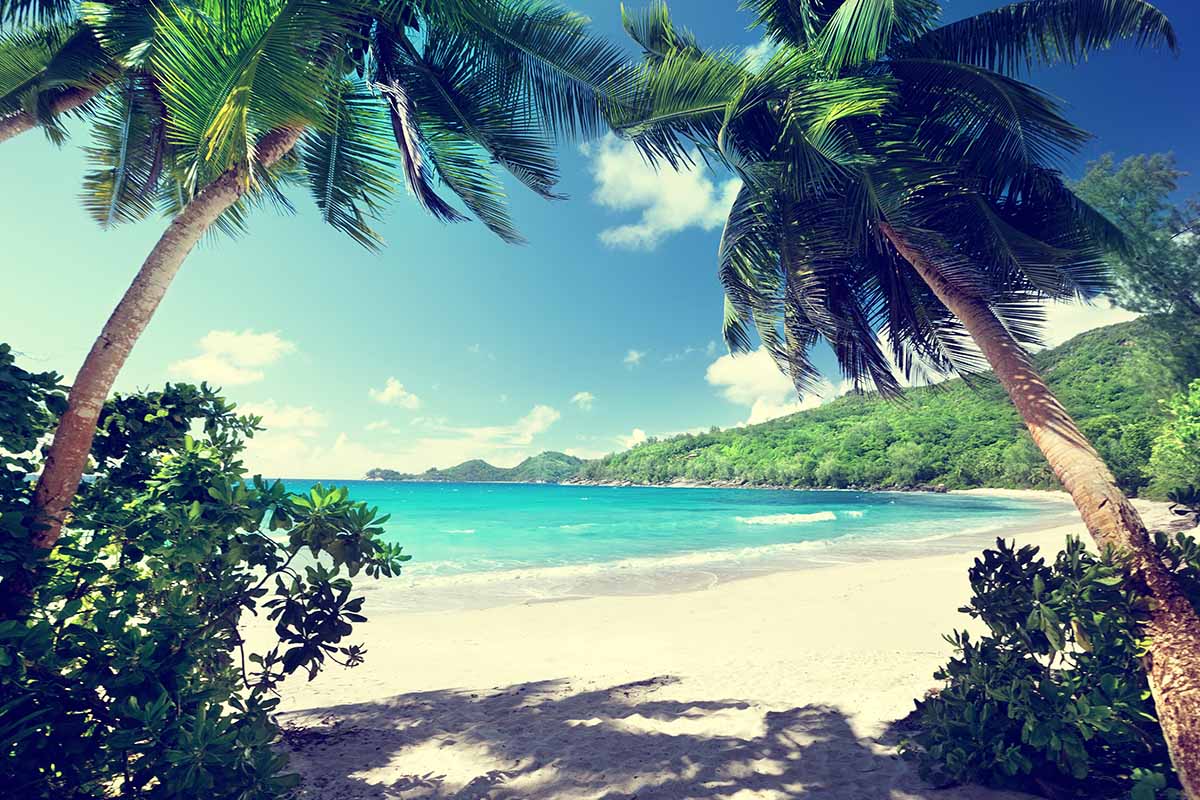 A horizontal image of a beach scene with the ocean, native bush, and tropical palms.