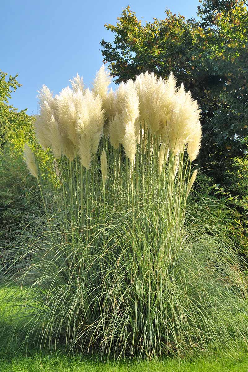 A vertical image of a large stand of pampas grass (Cortaderia selloana) with white plumes growing in the garden pictured in light sunshine on a blue sky background.