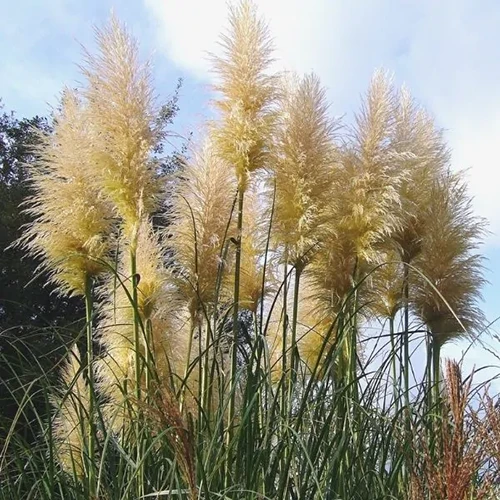 A square image of the fluffy plumes of pampas grass (Cortaderia selloana) pictured on a blue and cloudy sky background.
