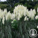 How to Plant, Grow, and Care for Pampas Grass | Gardener’s Path