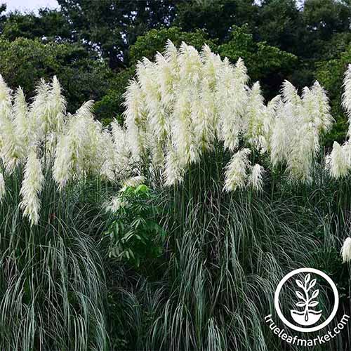 A square image of a large stand of pampas grass (Cortaderia selloana) growing in the garden. To the bottom right of the frame is a white circular logo with text.