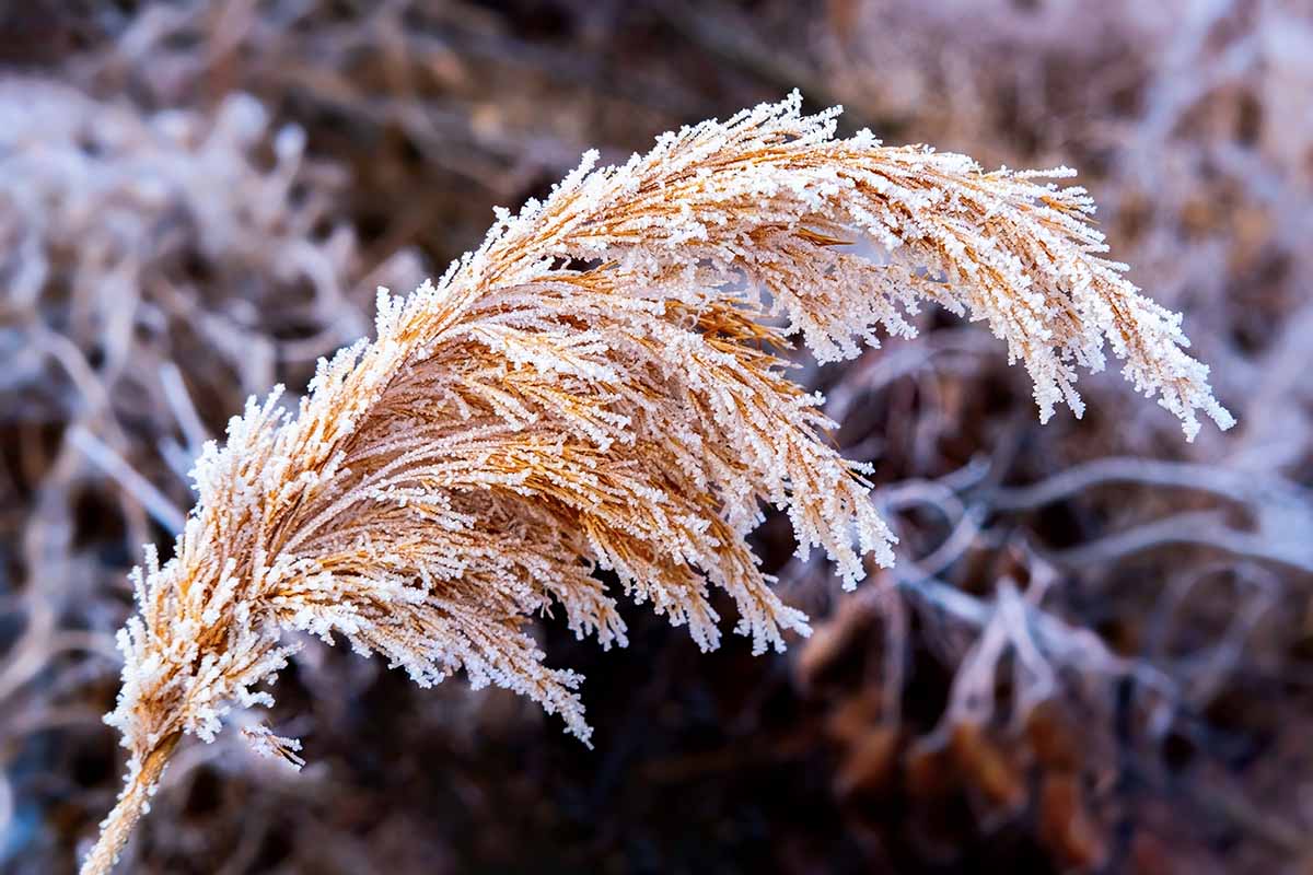 A close up horizontal image of a pampas grass (Cortaderia selloana) plume covered in a dusting of frost.