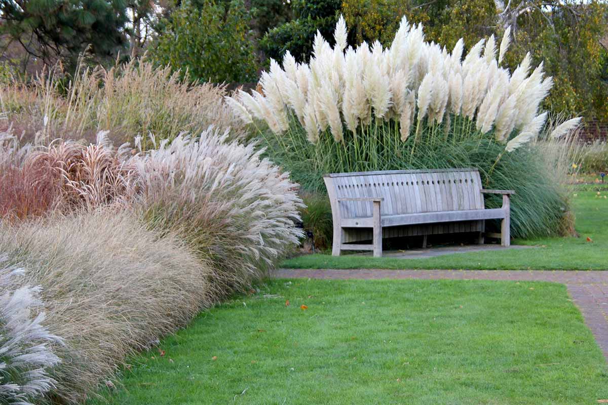 A horizontal image of a garden scene with a variety of ornamental grasses in perennial borders with a pathway and bench.