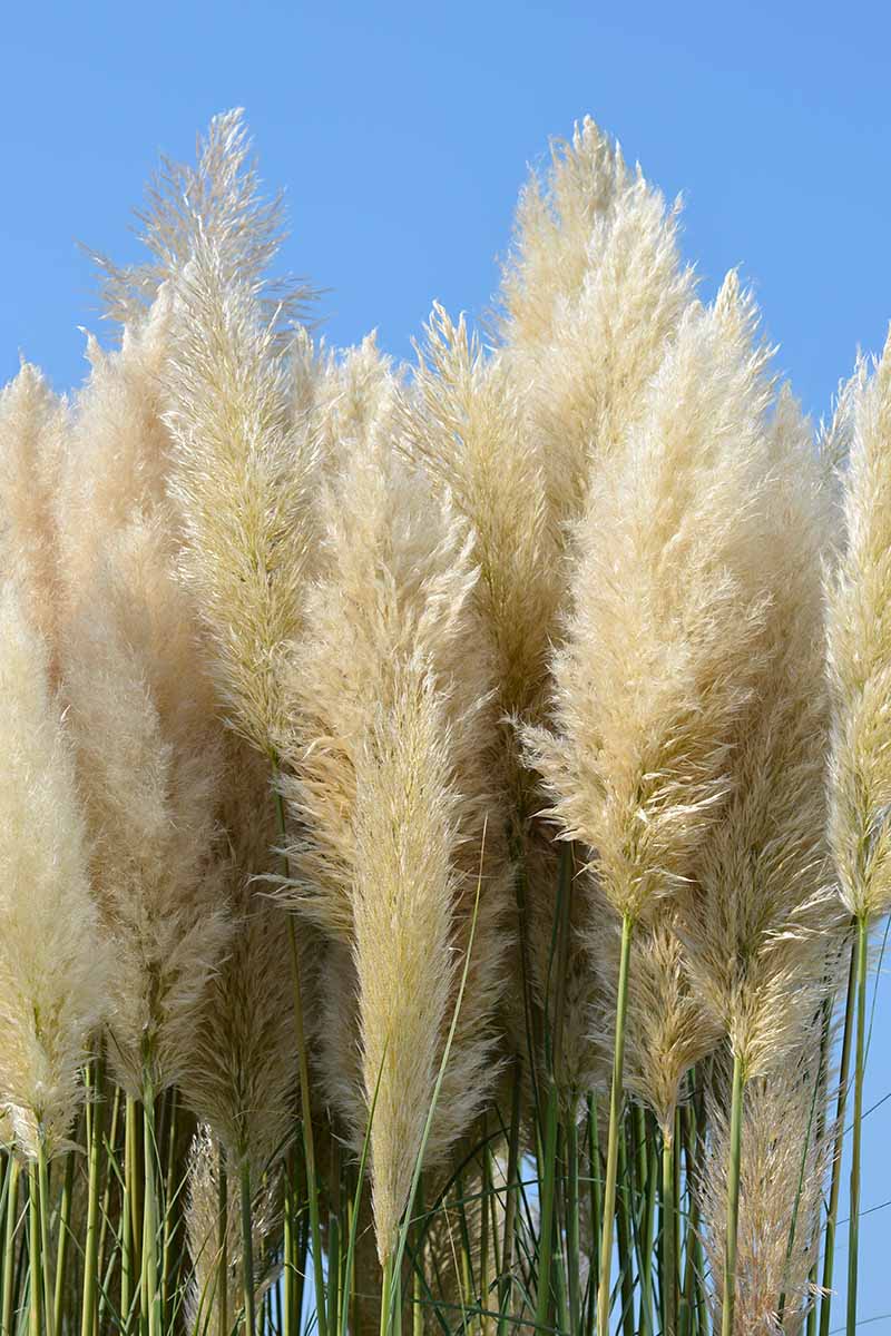 A close up vertical image of the plumes of pampas grass (Cortaderia selloana) growing in the garden pictured on a blue sky background.