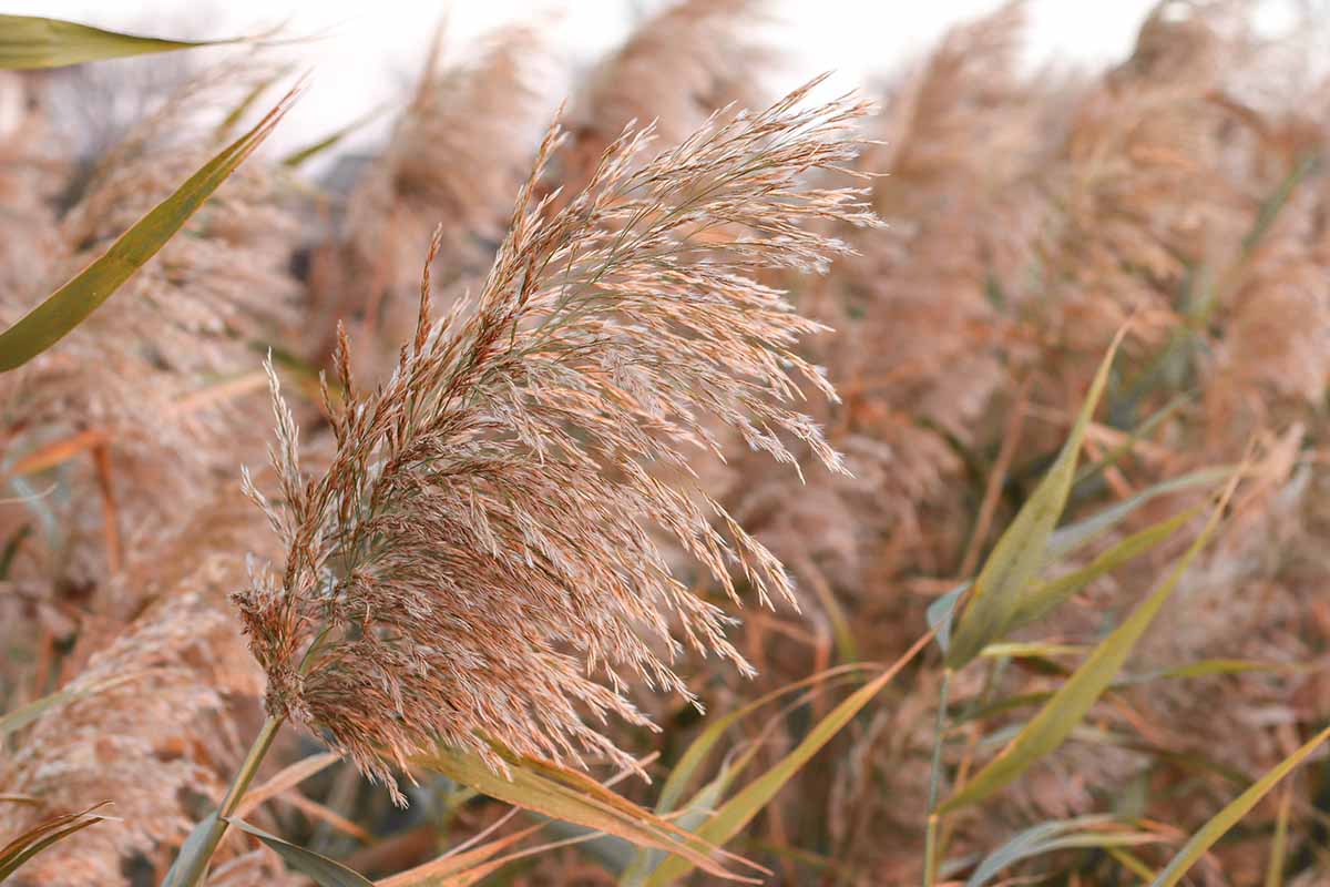 A close up horizontal image of pampas grass plumes in the garden.