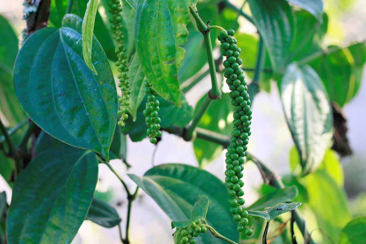 A horizontal image of peppercorns growing in the garden.