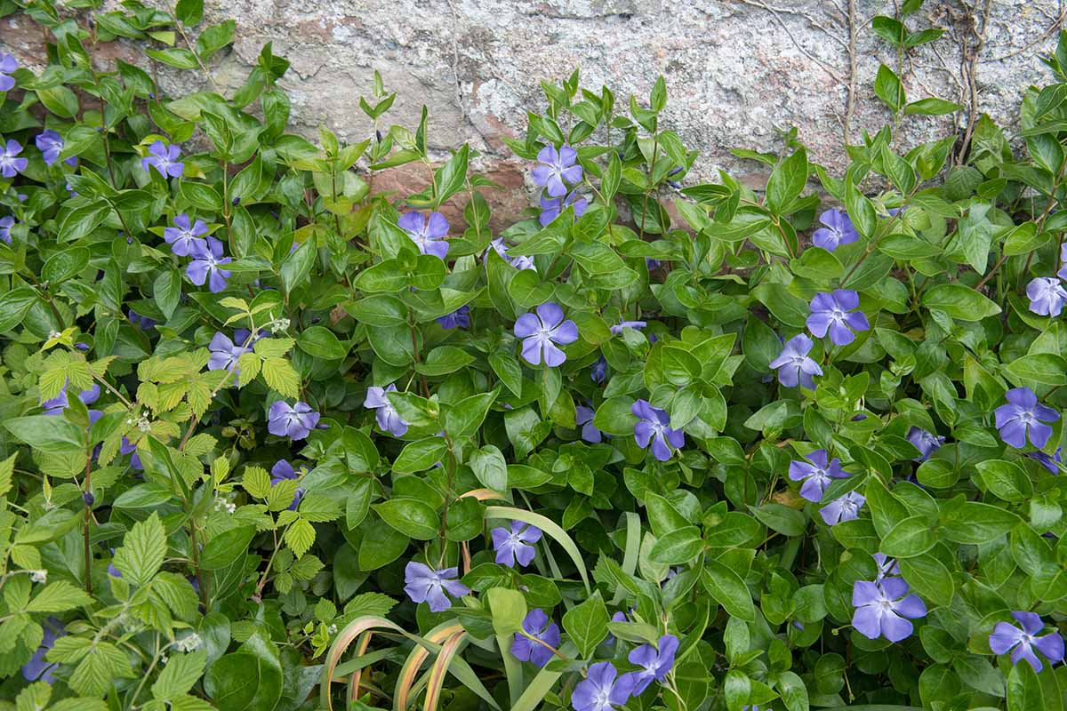 A close up horizontal image of a periwinkle vine with light purple flowers growing up a stone wall.