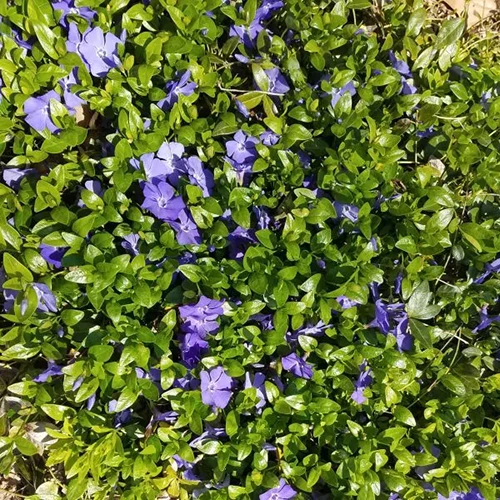 A square image of blue periwinkle flowers growing up a wall in the garden.