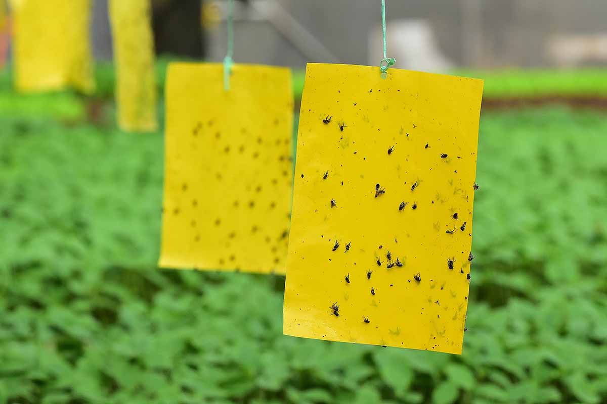 A close up horizontal image of yellow sticky traps to catch pests.