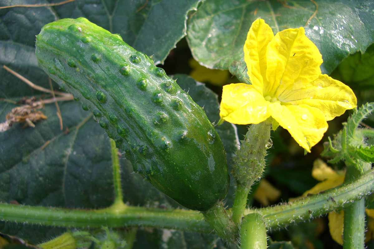 A close up horizontal image of a small pickling cucumber growing in the garden.