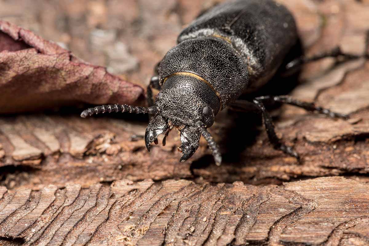 A close up horizontal image of a black pine bark beetle munching on bark.