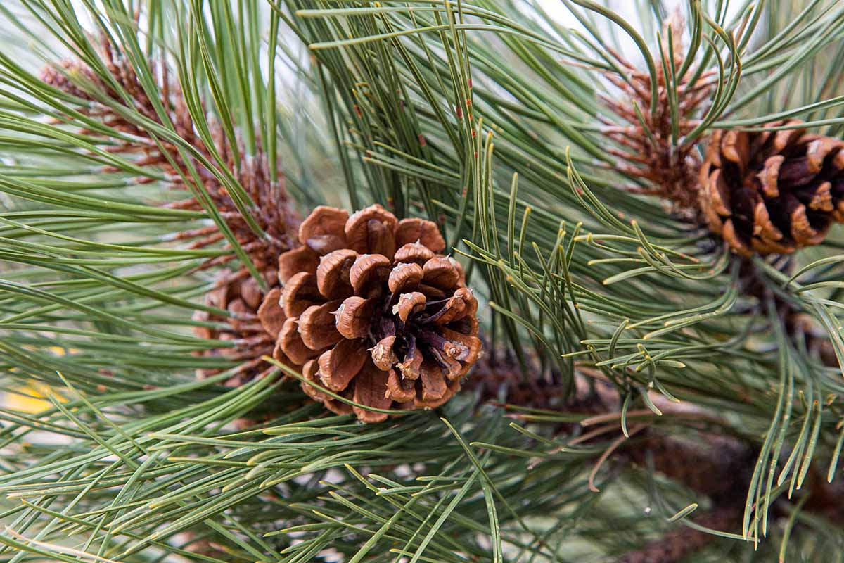 A close up horizontal image of pine needles and cones.