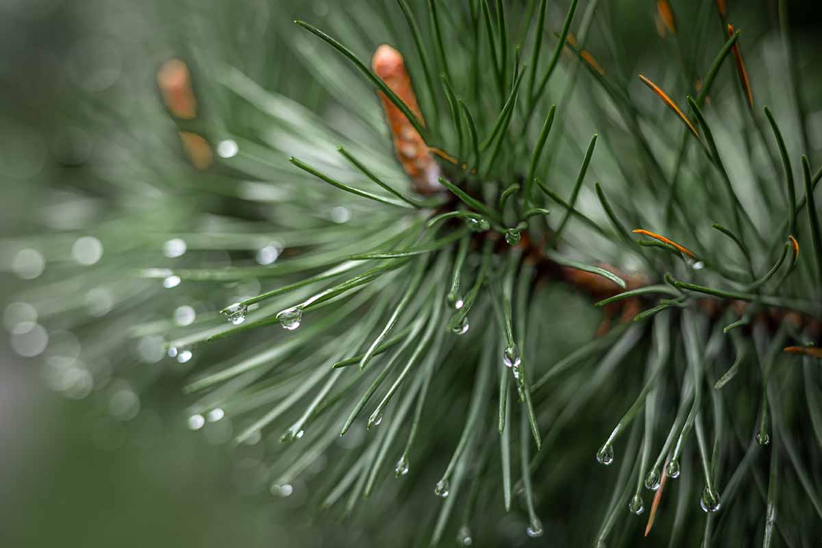 A close up horizontal image of pine foliage with droplets of water on the ends pictured on a soft focus background.