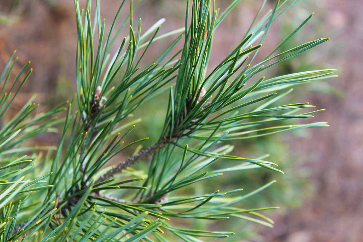 A close up horizontal image of pine needles pictured on a soft focus background.