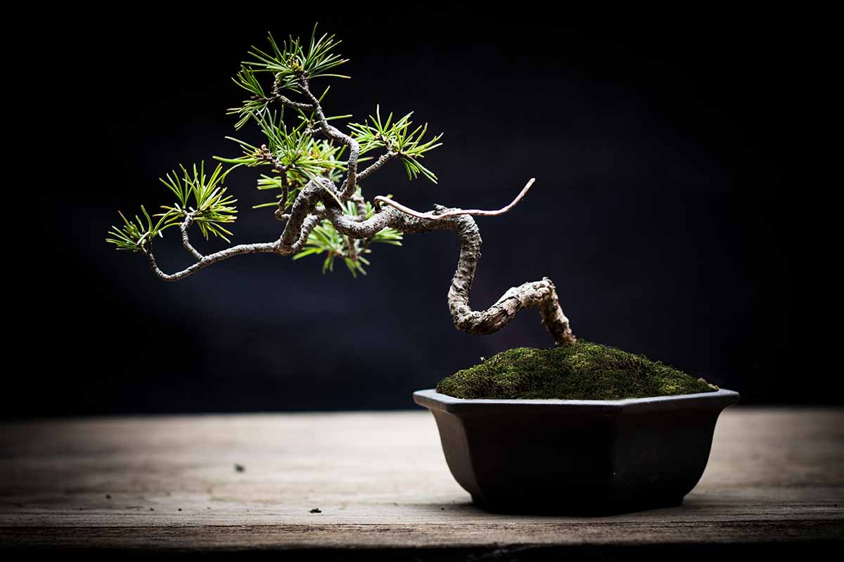 A close up horizontal image of a bonsai tree in a small pot set on a wooden surface.