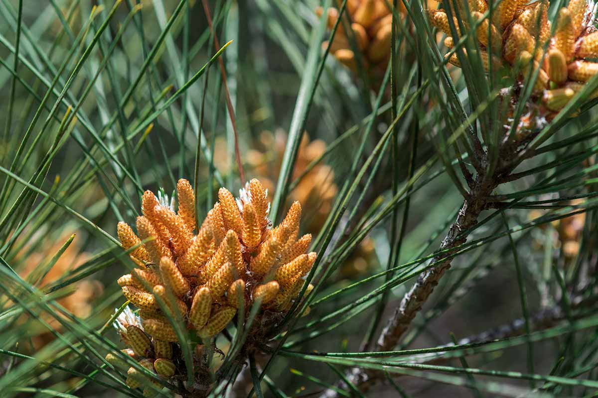 A close up horizontal image of the blooms and needles on a pine tree.