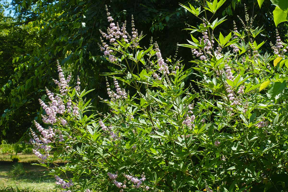 A close up horizontal image of a pink chase (Vitex agnus-castus) shrub growing in a sunny garden.