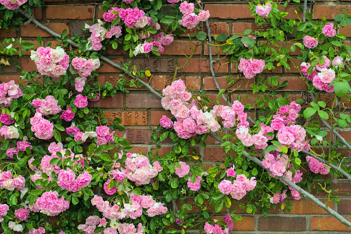 A horizontal image of pink climbing roses on a brick wall.