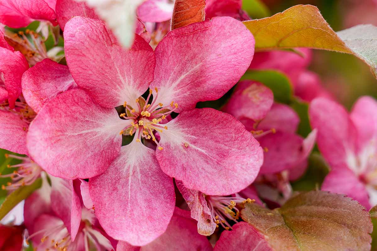 A close up horizontal image of pink crabapple flowers growing in the garden.