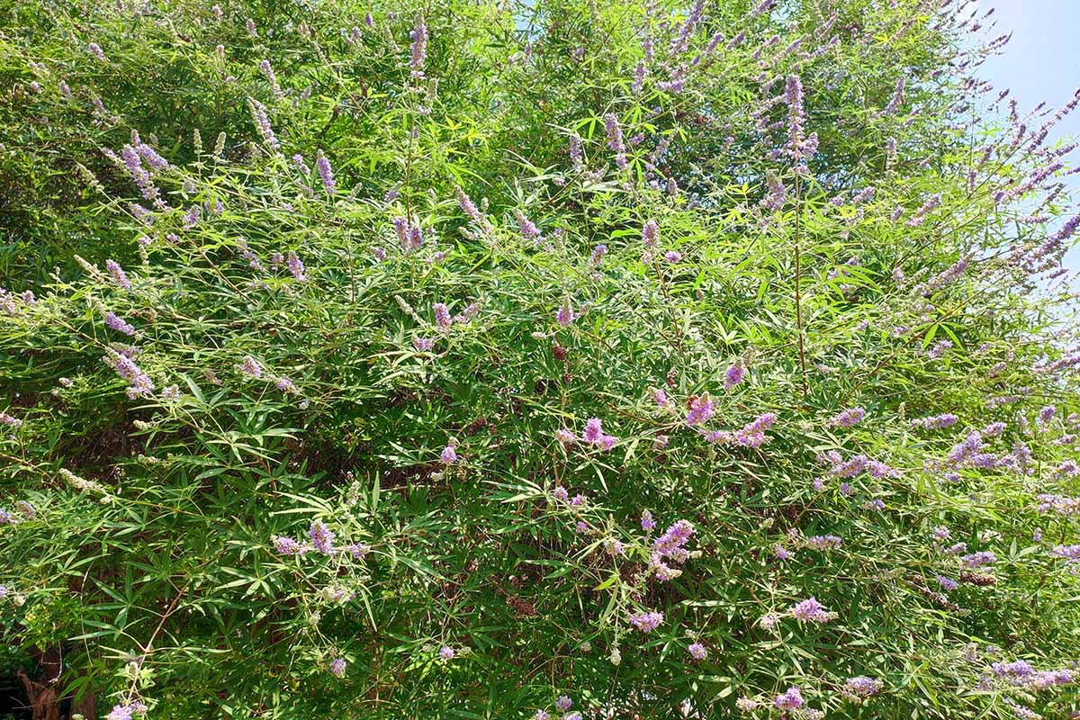 A horizontal image of a large pink chaste (Vitex) shrub growing in a sunny garden.