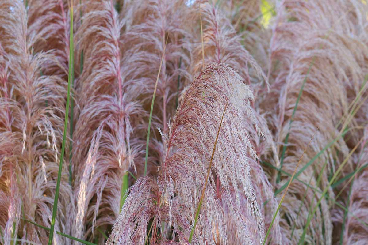 A close up horizontal image of the plumes of pink pampas grass (Cortaderia selloana 'Rosea') growing in the garden.