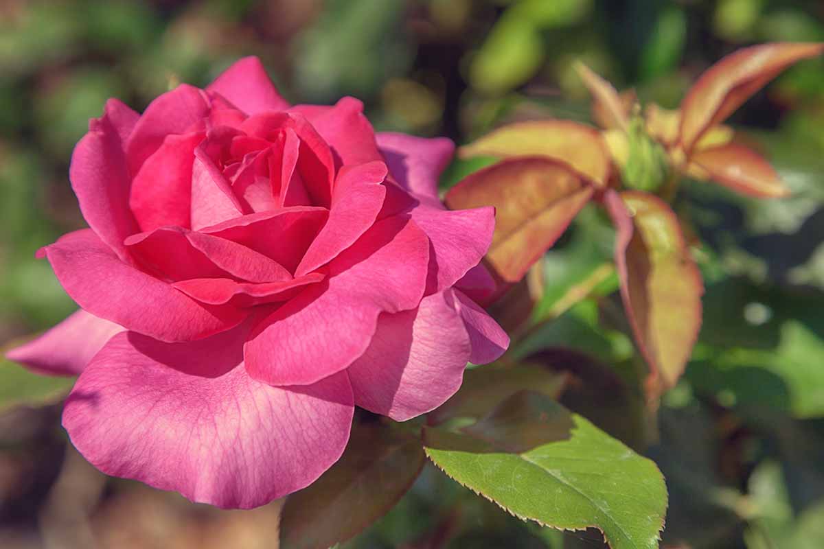 Uma imagem horizontal aproximada de uma flor rosa Jackson & Perkins crescendo no jardim com folhagem em foco suave ao fundo.