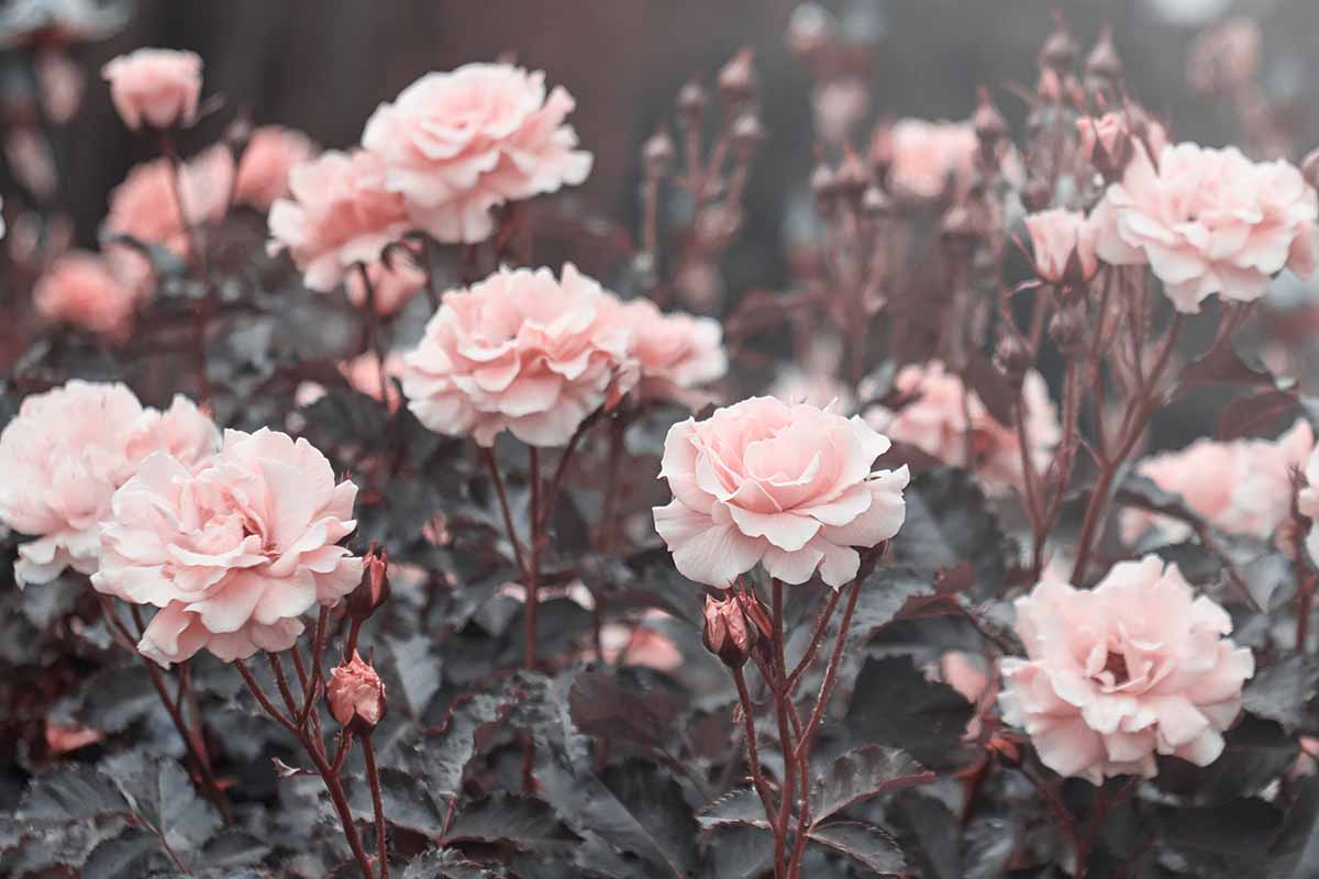 A close up horizontal image of pink roses growing in the garden pictured on a soft focus background.