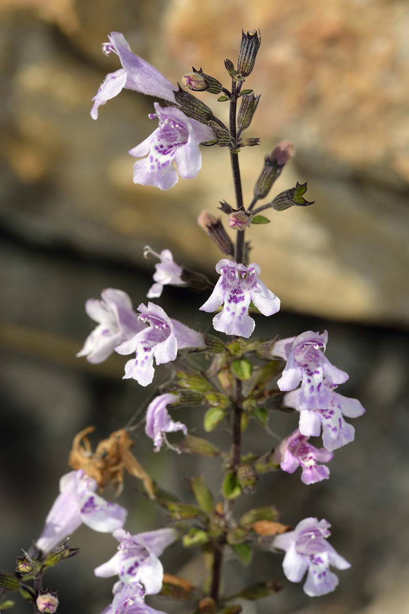 A close up vertical image of calamint flowers pictured on a soft focus background.