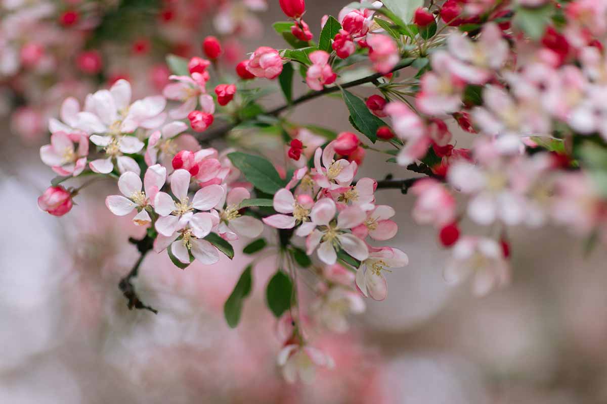 A close up horizontal image of pink and white crabapple flowers pictured on a soft focus background.