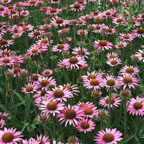 A square image of a meadow of Pixie Meadowbrite coneflowers growing in a mass planting.
