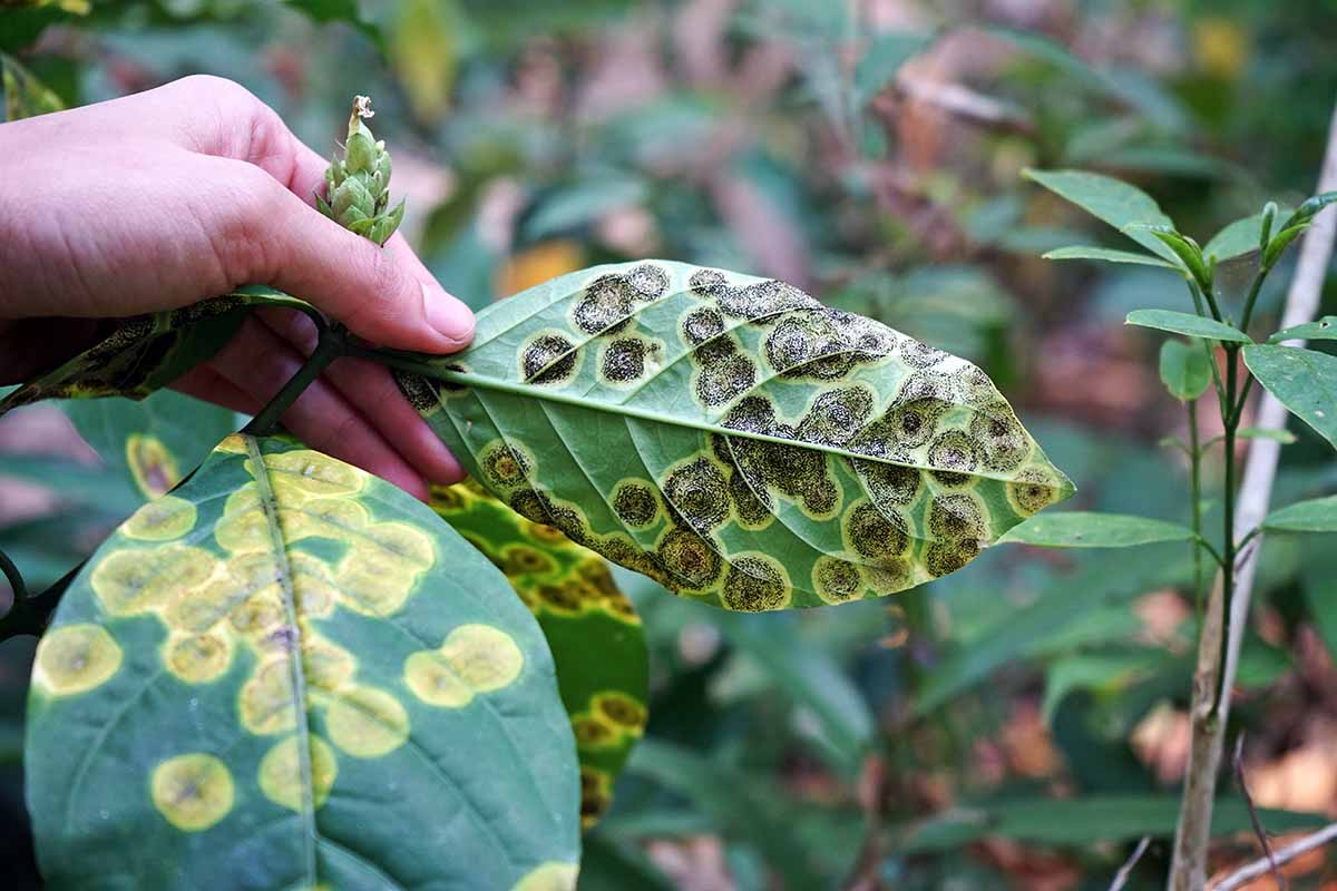 A horizontal image of a hand from the left of the frame holding up a leaf suffering from a disease.