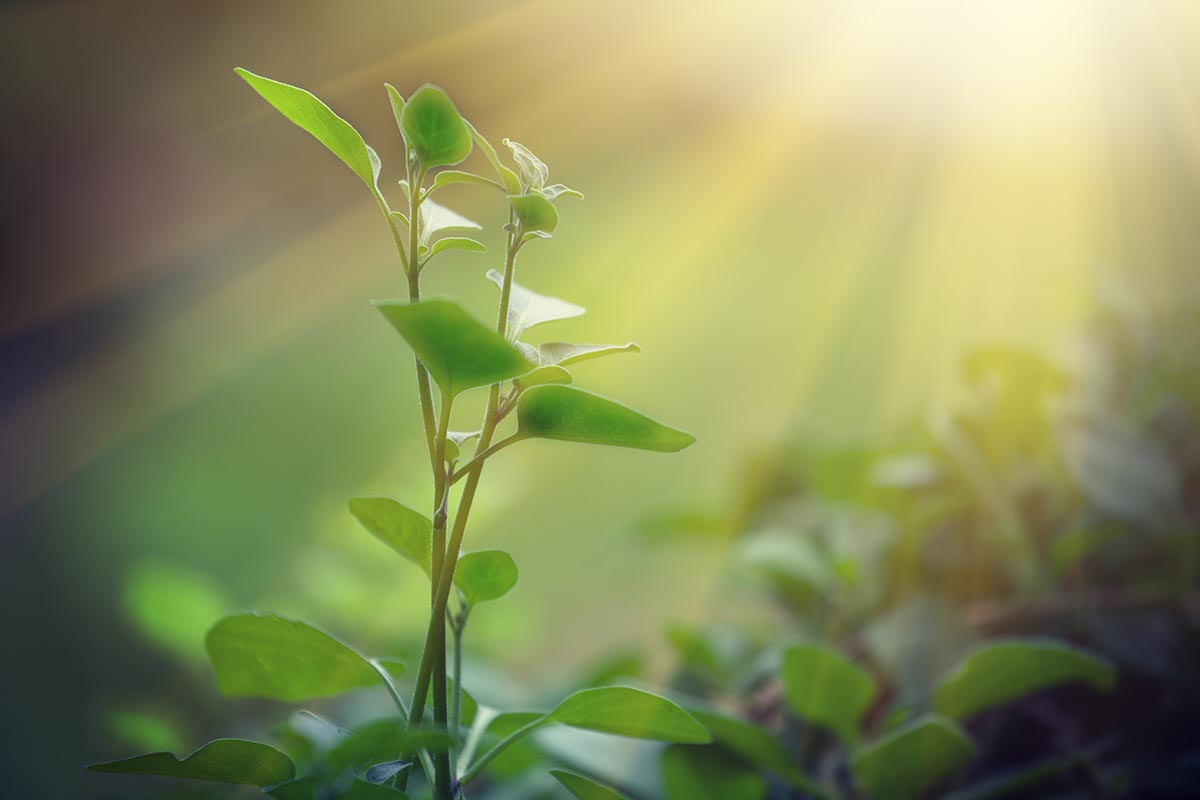 A close up horizontal image of a plant growing in the garden with rays of sunshine behind it.