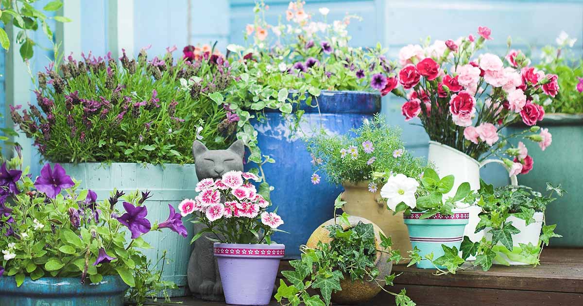 Containers, Pots, and Planters: What Material Is Best?