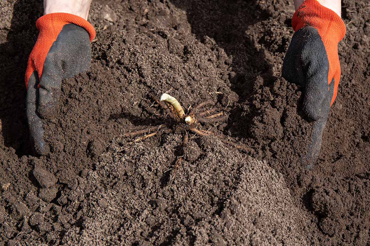 A close up horizontal image of a gardener's gloved hands firming the soil around a transplant.