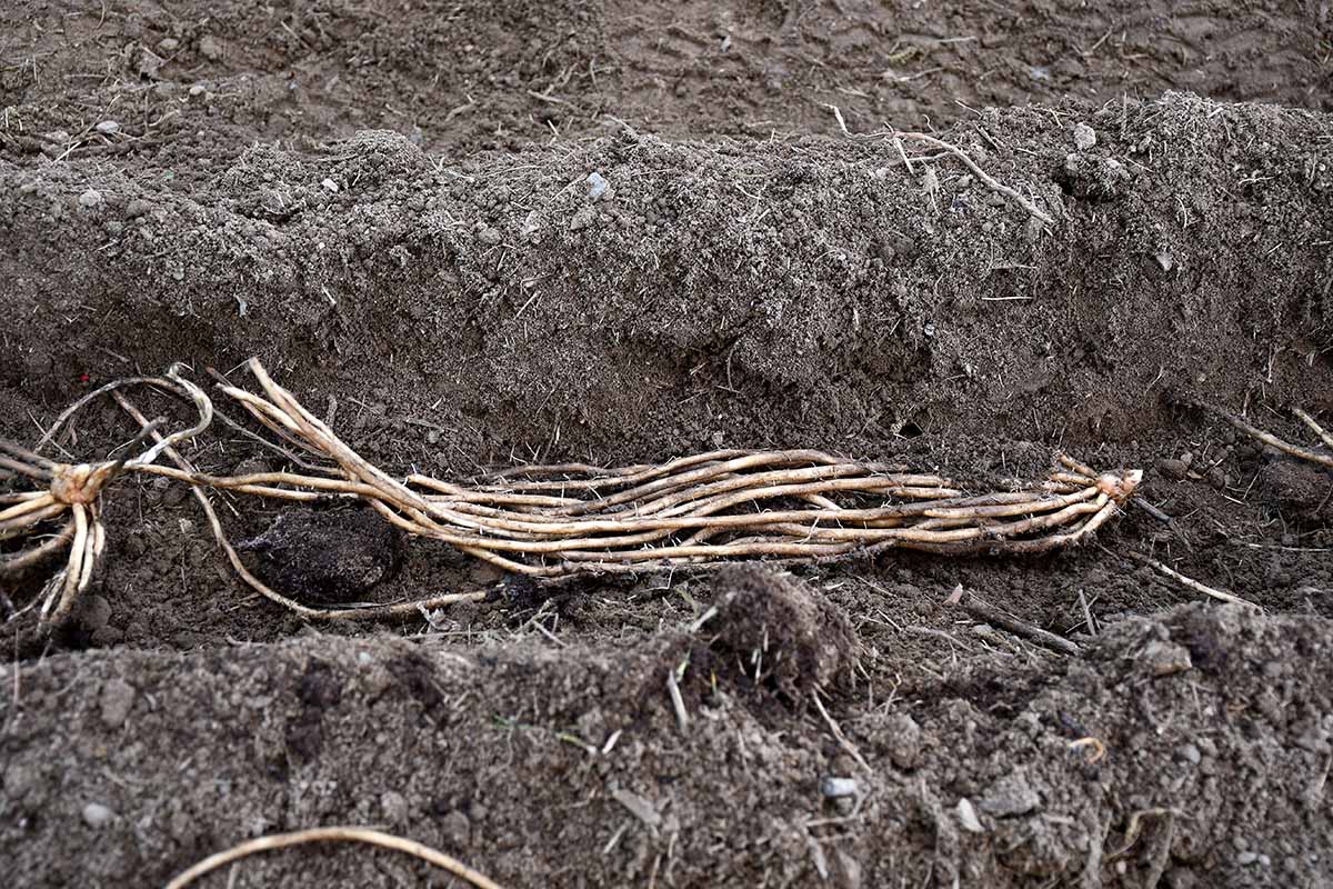A close up horizontal image of asparagus roots lying horizontally in a trench dug in the soil.