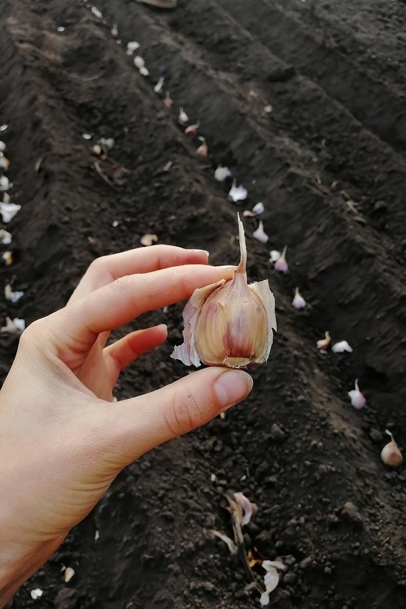 A vertical image of a hand from the left of the frame holding up a clove of garlic prior to planting cloves in rows in the garden.