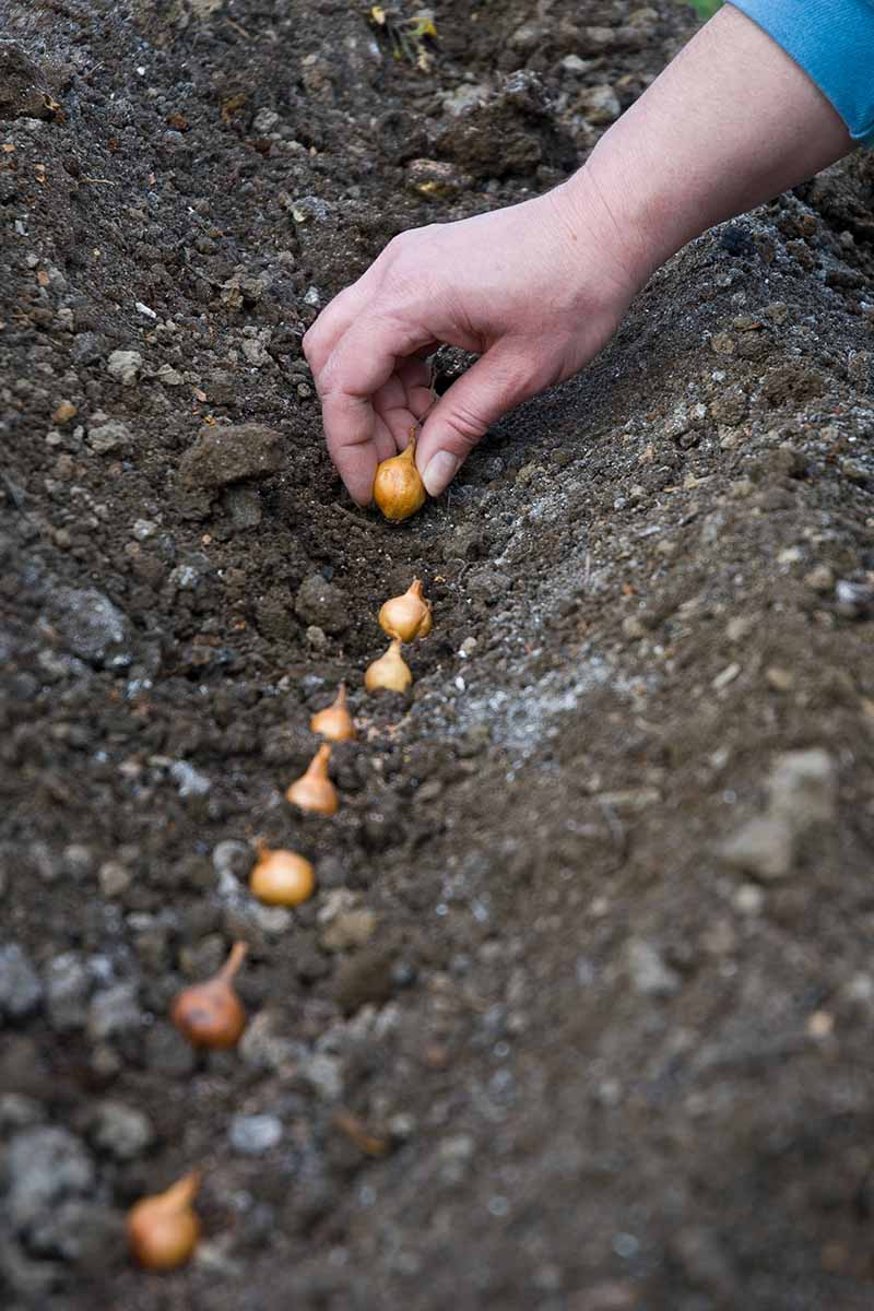 A close up vertical image of a hand planting seed onions into the garden.