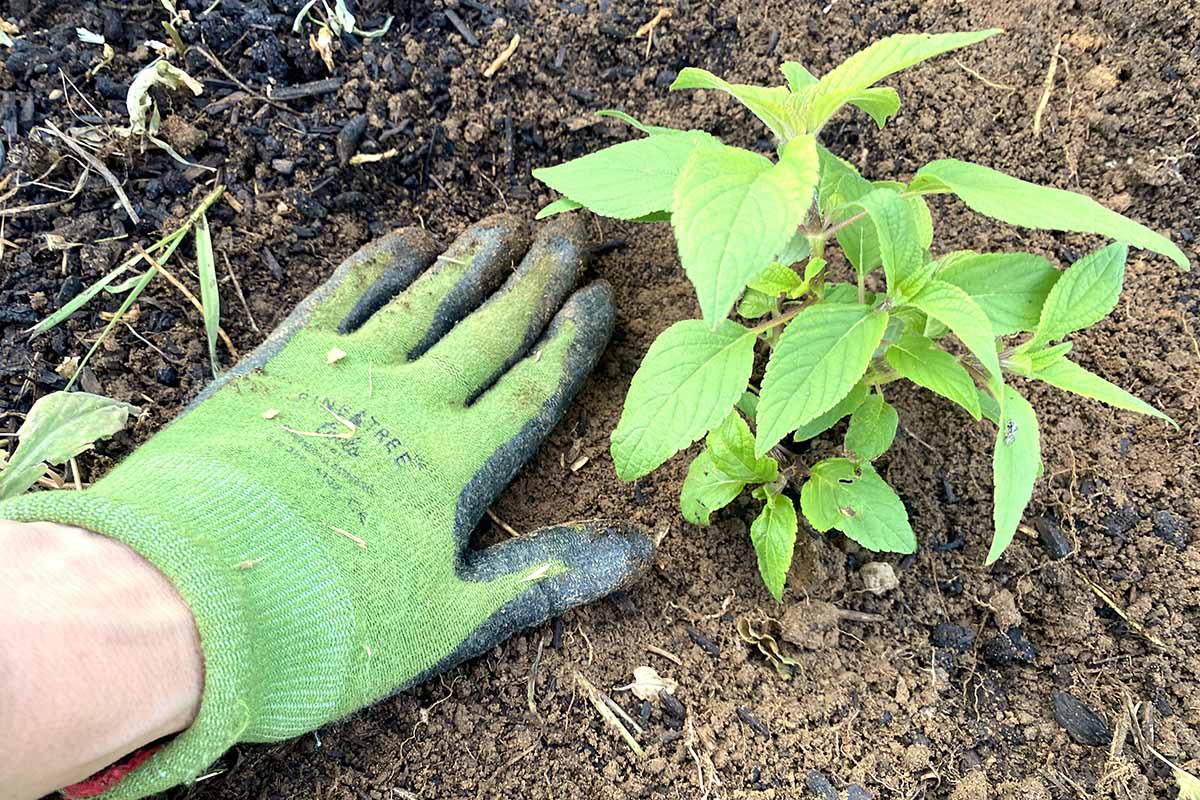 A close up horizontal image of a gloved hand tamping down the soil next to a Salvia elegans transplant.